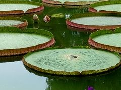 -国家植物园南园