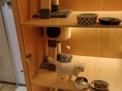-Pets First伊珊娜洗护·精致美容·家庭式寄养(新会路店)