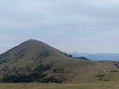 -大姆山草场