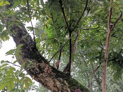 -张坝桂圆林公园