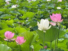 -莲花池公园