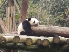 -都江堰中华大熊猫苑