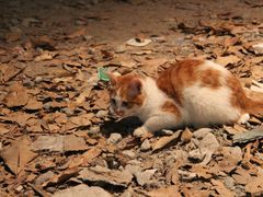 猫猫-喜洲吧·江畔老船厂·庭院餐厅(喜临院店)