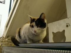 android_upload_pic-Sirena海妖日咖夜酒