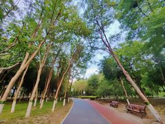 -大兴滨河森林公园