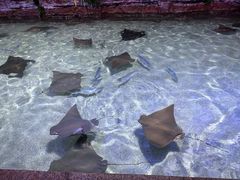 -北海海底世界