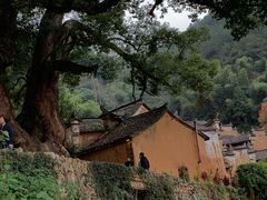 -杨家堂村