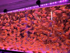 -中环花鸟鱼虫市场