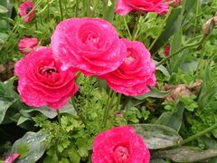 iphone_upload_pic-上海鲜花港