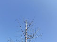 -瑶湖郊野森林公园
