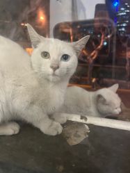 -本小姐美学·半永久纹眉野生眉