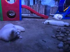 -芜湖新华联大白鲸海洋公园