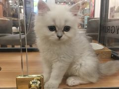 -袖虎·猫馆(体育西路店)
