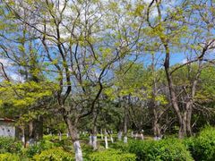 -长白岛森林公园