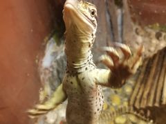 -上海大自然野生昆虫馆