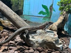 -石家庄市动物园