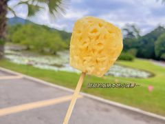 -中国科学院西双版纳热带植物园