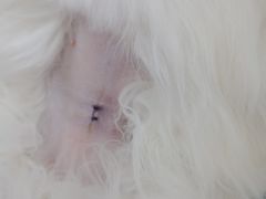-瑞派天宁宠物医院·猫科·异宠中心
