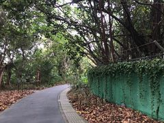 -华侨城湿地公园
