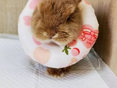 -北京观赏动物医院·24小时大型综合·猫专科·异宠专科