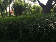 -五通灯塔公园