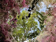 -深圳国际园林花卉博览园