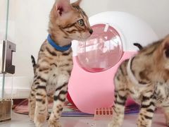 -糯米喵星人总部直营旗舰店·猫舍·幼猫出售