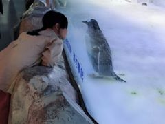 -芜湖新华联大白鲸海洋公园