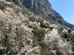 -九皇山景区