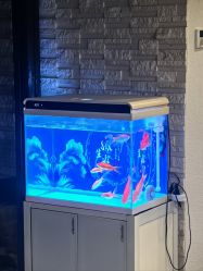 -青青一生美皮肤管理