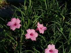 -厦门国家会计学院