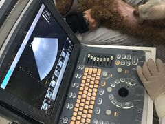-中农大我爱我爱24h动物医院·中医针灸·猫专科·骨科医疗中心(双井店)