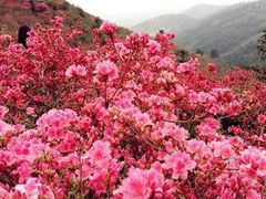 -木兰云雾山