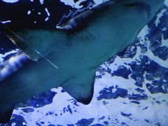 -悉尼海洋生物水族馆
