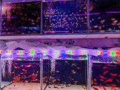 -青石桥花鸟鱼虫市场(叠翠城店)