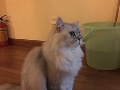 -猫友咖啡店(玉林西路店)