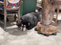 -more than meow吴止猫主题餐厅(承德 中船汇店)