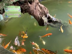 -正佳雨林生态植物园
