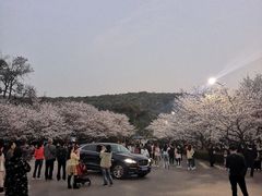 -武汉大学-樱园