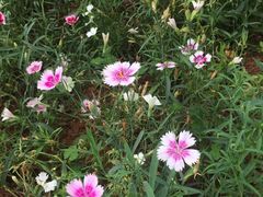 -松山湖梦幻百花洲