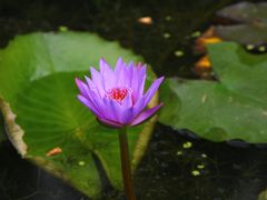 -莲湖公园