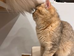 -有喵·猫咖·狗咖·30几只猫10只小狗(岗厦店)