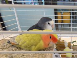 点击看大图 -IYJ Hair Salon