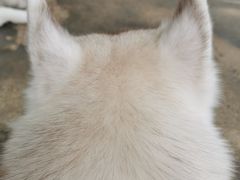 -TrueLove @ Neverland (Husky Cafe)