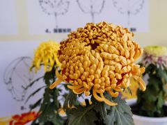 -重庆园博园