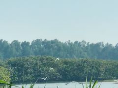 -大湾区中央湿地公园