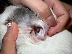 -贝康宠物医院·犬猫全科·小动物特色诊疗中心(东环路店)