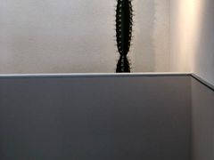 -喜茶(广州石牌桥店)