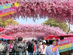 -南汇桃花村