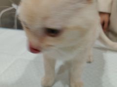 -半岛宠物医院24小时(西派城店)
